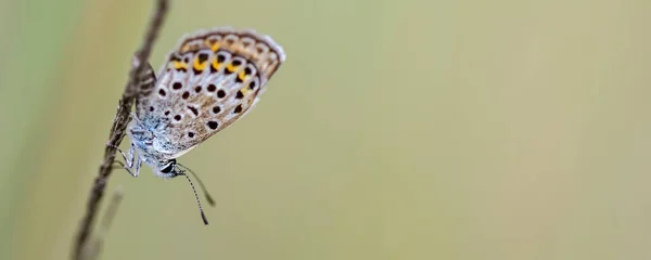 Plebejus Argus Est Une Espèce Papillons Famille Des Lycaenidae — Photo