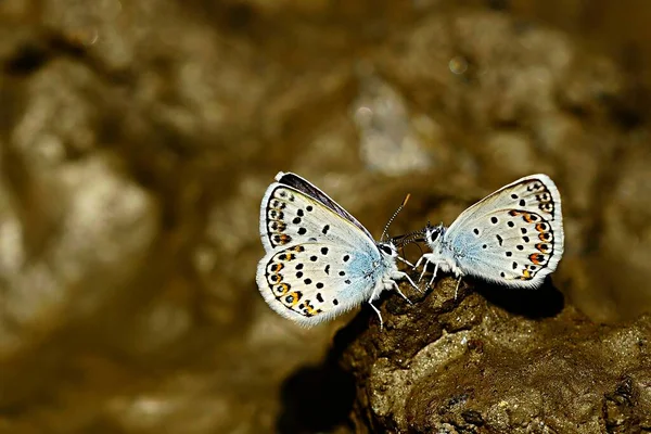 Plebejus Argus Oder Kleiner Schnauzenfalter Ist Eine Schmetterlingsart Aus Der — Stockfoto