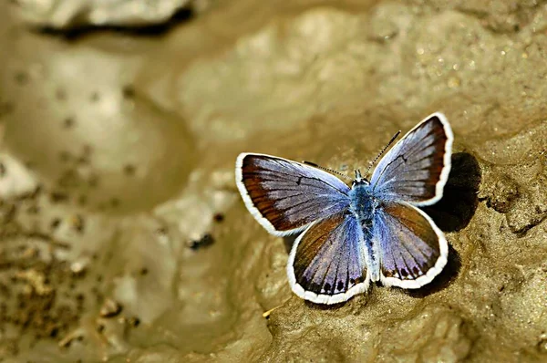 Plebejus Argus Est Une Espèce Papillons Famille Des Lycaenidae — Photo