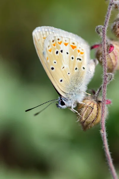 Polyommatus Icarus Oder Ikarus Schmetterling Ist Eine Art Von Lepidoptera — Stockfoto