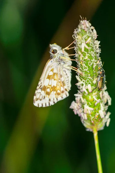 Pyrgus Onopordi Bigornian Damalı Hesperiidae Familyasından — Stok fotoğraf