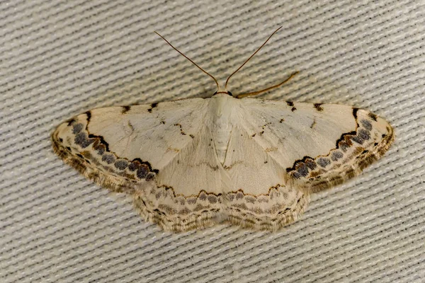 Scopula Dekoru Geometridae Familyasının Bir Türüdür — Stok fotoğraf