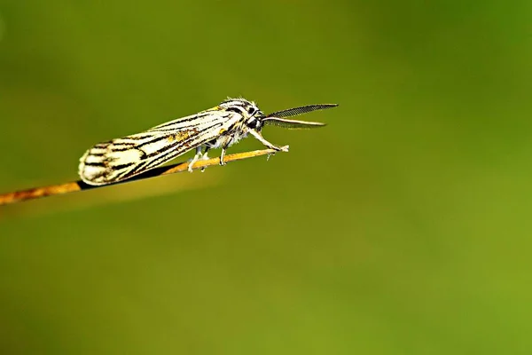 Spiris Striata Plumed Lackey Moth Erebidae Family — Stockfoto