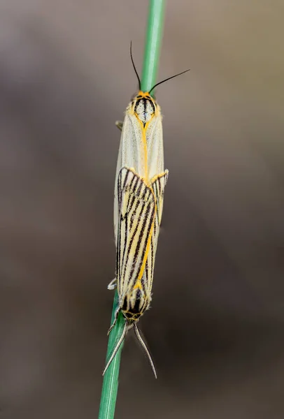 Spiris Striata Plumed Lackey Moth Erebidae Family — Photo