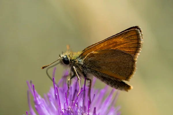 Timeliküs Lineola Kedigiller Hesperiidae Familyasından Bir Kelebek Türü — Stok fotoğraf