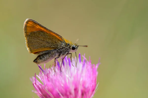 Timeliküs Lineola Kedigiller Hesperiidae Familyasından Bir Kelebek Türü — Stok fotoğraf