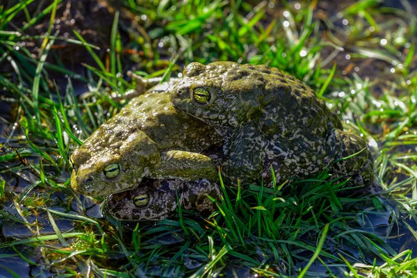 Natterjack Toad Species Frog Bufonidae Family — Zdjęcie stockowe
