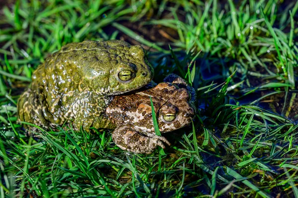 Natterjack Toad Species Frog Bufonidae — 스톡 사진
