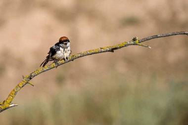 Lanius senatörü ya da örümcekkuşu, örümcekgiller familyasından bir kuş türü..