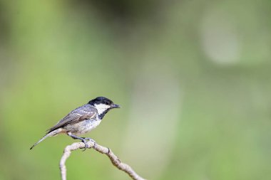 Parus major (kısaca Parus major), göğüs faresi familyasından bir kuş türü..