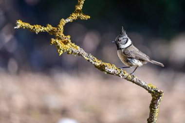 Lophophanes cristatus - The blue tit is a species of passerine bird in the Paridae family.