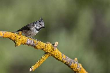 Lophophanes cristatus - The blue tit is a species of passerine bird in the Paridae family.