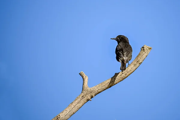 Oenanthe Leucura Czarny Pszenica Jest Gatunkiem Ptaków Rodziny Muscicapidae — Zdjęcie stockowe