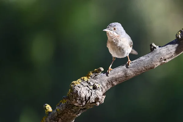 Sylvia Cantillans Warbler Subalpino Ocidental Pequeno Warbler — Fotografia de Stock