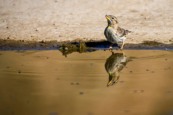 페트로 Petronia Petronia Hirler Sparrow 바닷새 속하는 일종이다 — 스톡 사진
