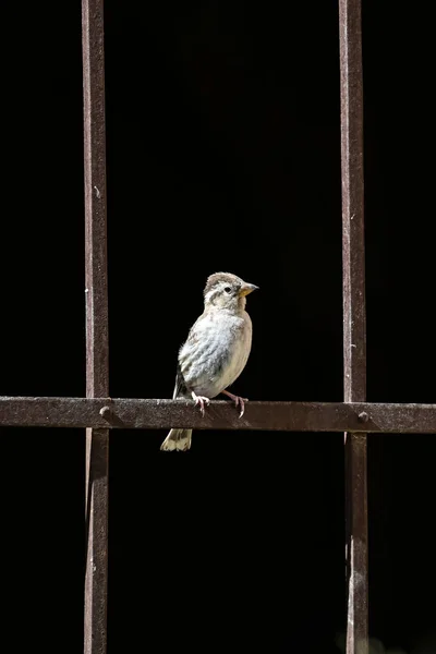 Passer Hispaniolensis Moorish Sparrow Passeridae Familyasından Bir Kuş Türü — Stok fotoğraf
