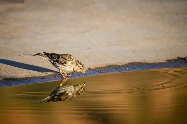 페트로 Petronia Petronia Hirler Sparrow 바닷새 속하는 일종이다 — 스톡 사진