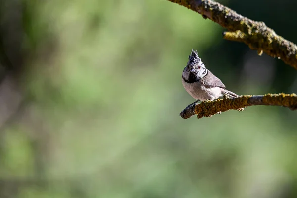 Lophophanes Cristatus Blue Tit Species Passerine Bird Paridae Family — 스톡 사진