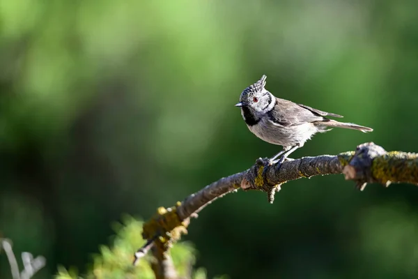 Lophophanes Cristatus Blue Tit Species Passerine Bird Paridae Family — 스톡 사진