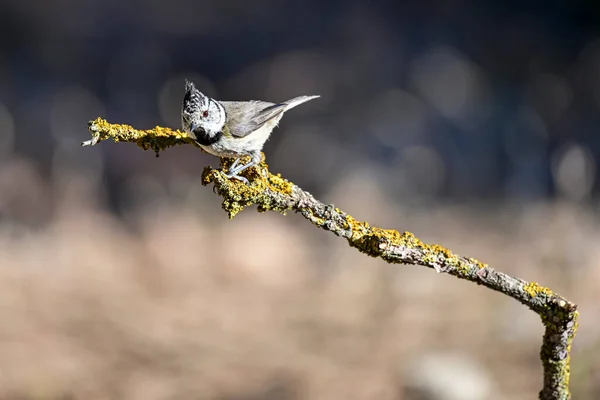 Lophophanes Cristatus Blue Tit Species Passerine Bird Paridae Family — Stockfoto