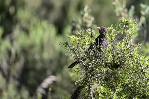 Turdus merula - The common blackbird is a species of passerine bird in the Turdidae family.