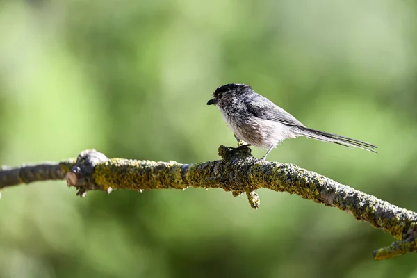 Aegithalos Caudatus Mítosz Aegithalidae Családba Tartozó Passerine Madárfaj — Stock Fotó