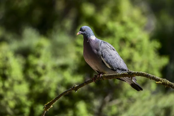 Columba Palumbus Gołąb Drzewny Jest Gatunkiem Ptaków Kolumbijskich Rodziny Columbidae — Zdjęcie stockowe