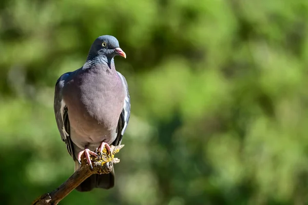 Columba Palumbus Gołąb Drzewny Jest Gatunkiem Ptaków Kolumbijskich Rodziny Columbidae — Zdjęcie stockowe