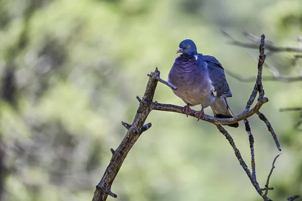 Columba Palumbus Gołąb Drzewny Jest Gatunkiem Ptaków Kolumbijskich Rodziny Columbidae — Zdjęcie stockowe