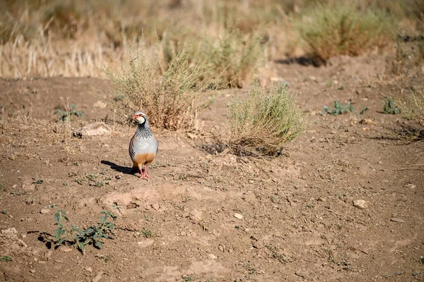 Röd Rapphöna Eller Alektoris Rufa Galliformad Fågel Familjen Phasianidae — Stockfoto