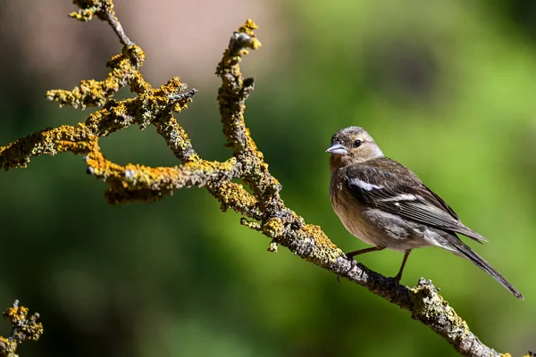 Common Finch Fringilla Coelebs Small Passerine Bird — Stock Photo, Image