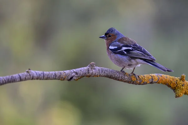 Fringuello Comune Fringilla Coelebs Uccellino Passeriforme — Foto Stock