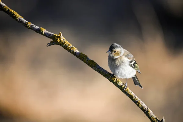 Ginster Oder Fringilla Coelebs Kleiner Passantenvogel — Stockfoto