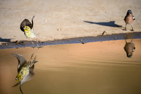 Ginster Oder Fringilla Coelebs Kleiner Passantenvogel — Stockfoto