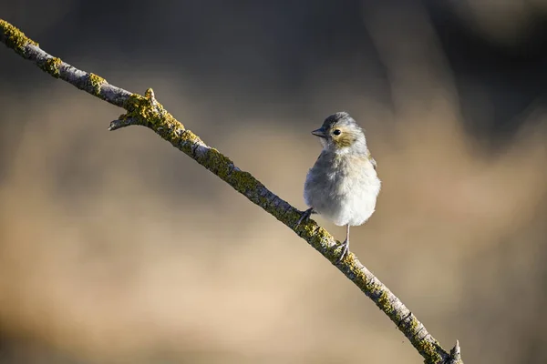 Обыкновенный Вьюрок Кольеб Fringilla Маленькая Воробьиная Птица — стоковое фото