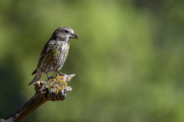 Bir çift Crossbills veya Loxia curvirostra, bir dal üzerine tünemiş.