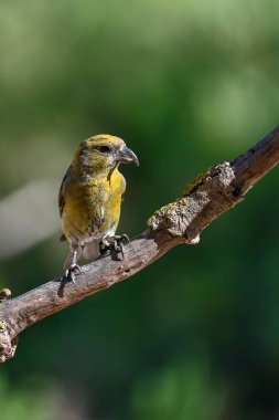 Bir çift Crossbills veya Loxia curvirostra, bir dal üzerine tünemiş.