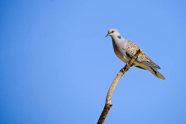 Streptopelia turtur - Avrupa kaplumbağa güvercini Columbidae familyasından bir kuş türüdür..