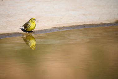 Serinus serinus, Fringillidae familyasından bir kuş türü..