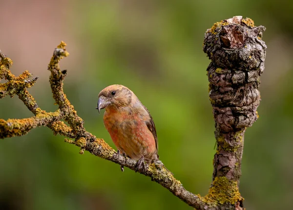 Par Crossbills Loxia Curvirostra Empoleirado Galho — Fotografia de Stock