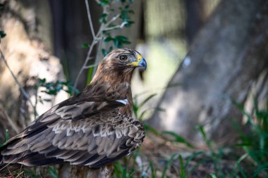 Hieraaetus pennatus - The dark phase booted eagle is one of the accipitriform birds of the Accipitridae family.