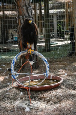 Parabuteo unicinctus veya Harris 'in kartalı, Accipitridae familyasından bir kuş türü..