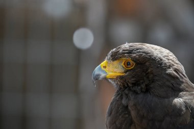 Parabuteo unicinctus veya Harris 'in kartalı, Accipitridae familyasından bir kuş türü..