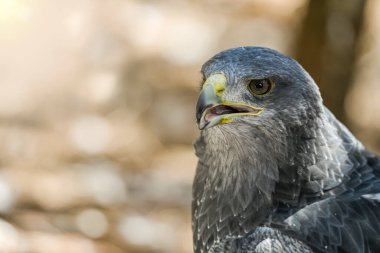 Geranoaetus melanoleucus, Accipitridae familyasından bir kuş türü..