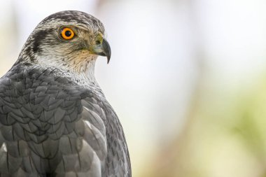 Accipiter gentilis gentilis - Fin Goshawk, Accipitridae familyasından bir kuş türü..