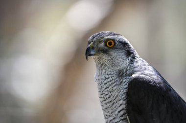 Accipiter gentilis - Iberian Goshawk, is a species of accipitriforme bird in the Accipitridae family.