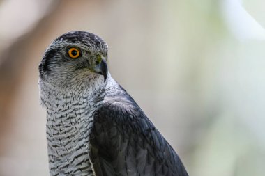Accipiter gentilis - Iberian Goshawk, is a species of accipitriforme bird in the Accipitridae family.