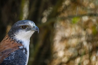 Geranoaetus polyosoma or buteo polyosoma, is a species of accipitriforme bird in the family Accipitridae.
