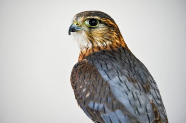 Falco columbarius veya merlin, Falconidae familyasından Falconidae familyasından bir kuş türü..