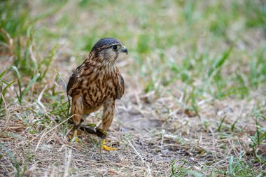 Falco columbarius veya merlin, Falconidae familyasından Falconidae familyasından bir kuş türü..